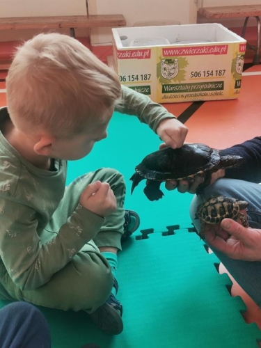 Chłopiec sprawdza skorupę żółwia.
