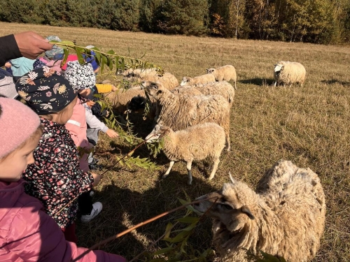 Dzieci karmią owieczki.