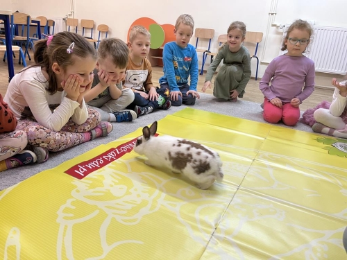 Dzieci poznają królika. 